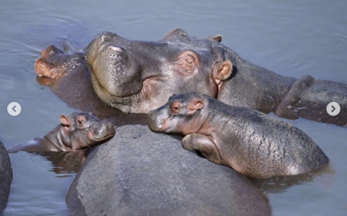 babyanimalgifs:These baby hippos will make everything better