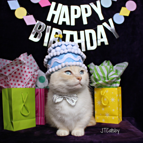 HAPPY BIRTHDAY JT CATSBY!!! ❤ Today is JT Catsby’s fifth birthday! ❤ The world is a better place bec