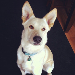 handsomedogs:  my handsome baby Timber, he’s a 3 year old Husky, German Shepard &amp; Yellow Lab mix.   What kind of lab experiment mutation was that?