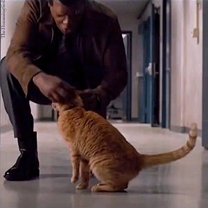 thehumming6ird:Favourite Marvel Movie Moments / Captain Marvel (2019)‘It’s a cat, not Hannibal Lecte