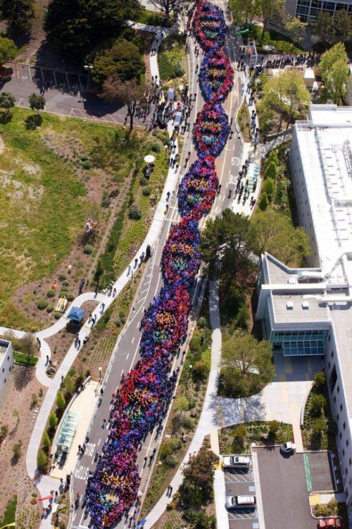 ask-ashestorture-thedemonvampire:  sakibatch:  altnonfic:  Feb 28, 2013 - By wearing different colored hats, over 2,600 employees at Genentech (in San Francisco) celebrated the 60th anniversary of the discovery of DNA  holy heck this is brilliant!  the