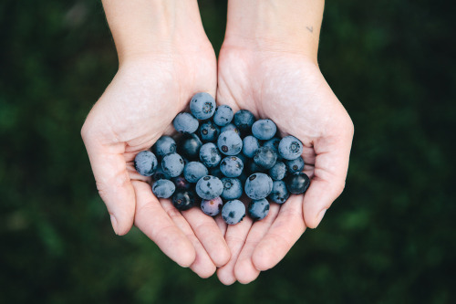 evanperigo:  Blueberry picking with Emily