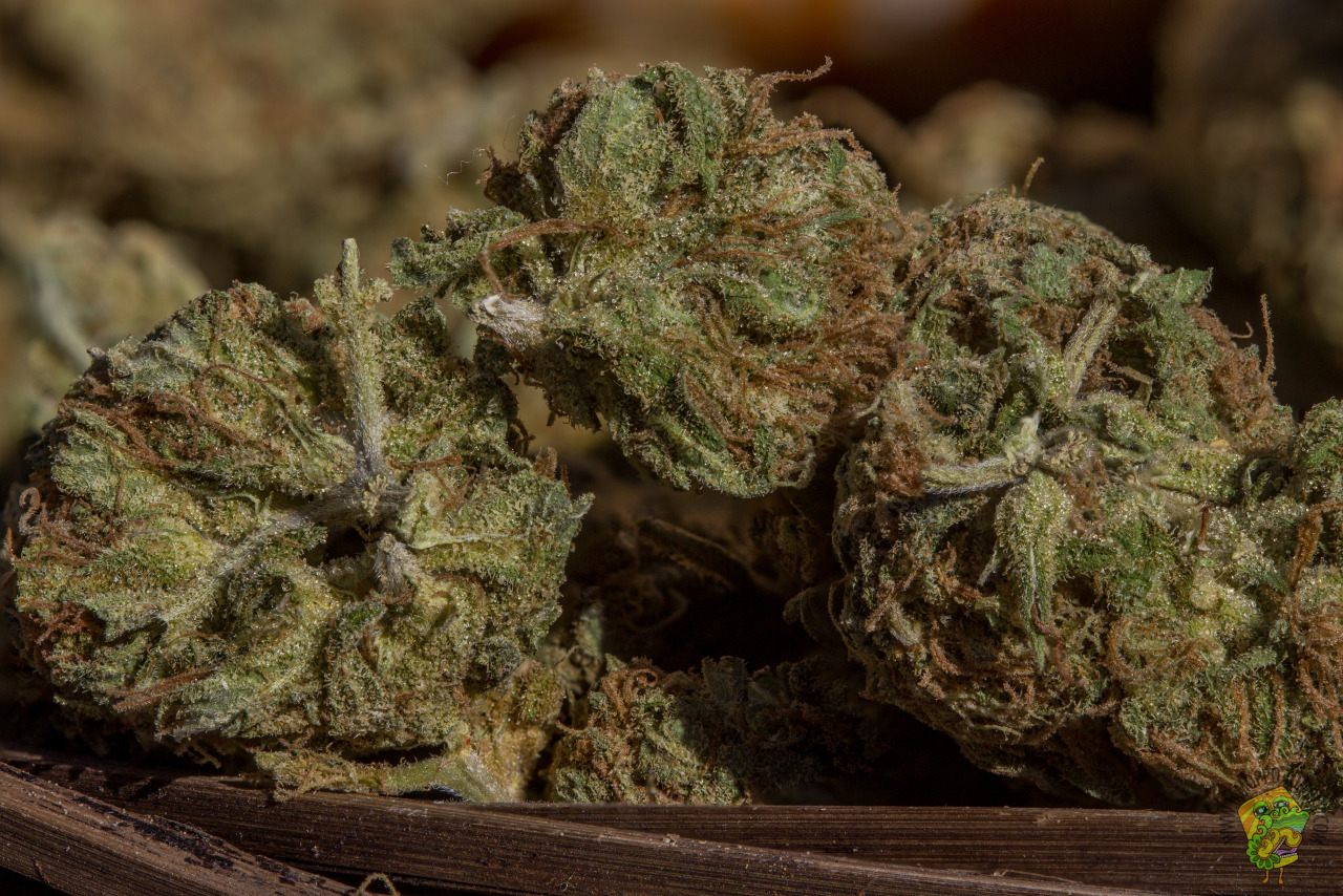 iamoppo:  Unknown Strain