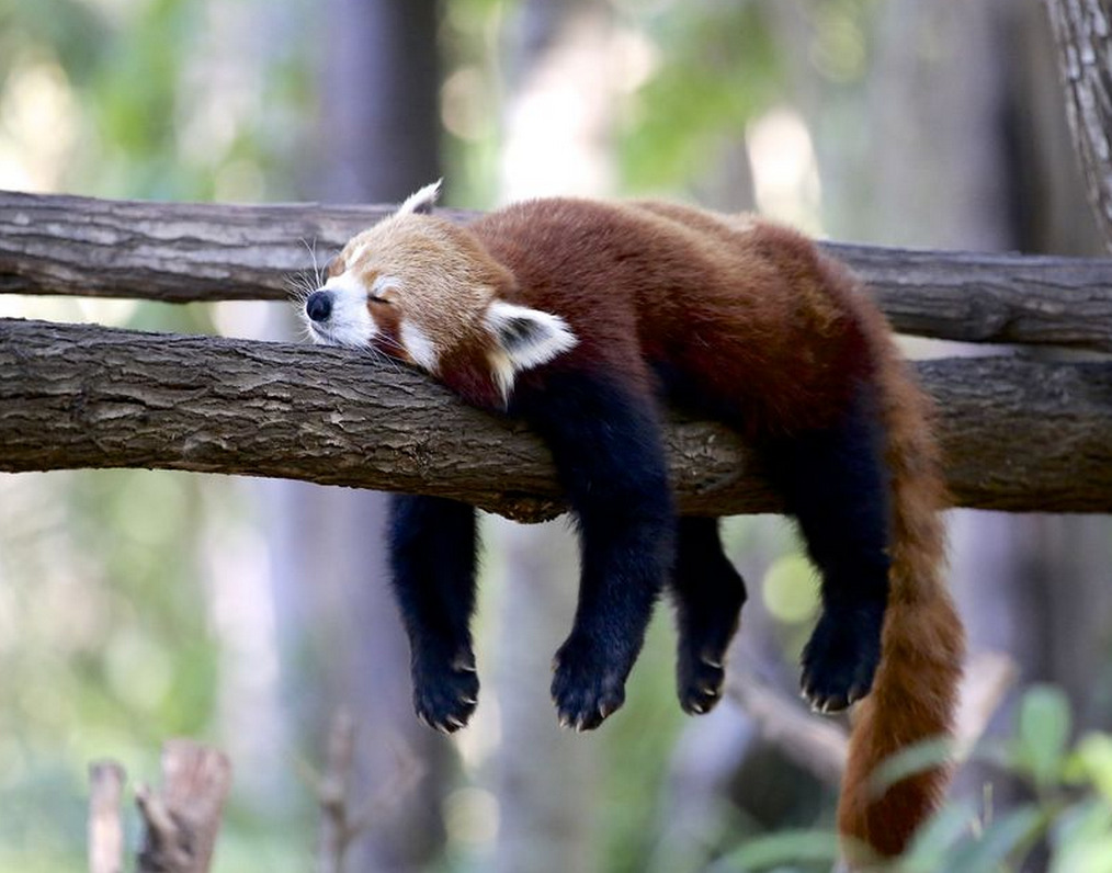 silveralicorn:  chawandar:  red panda :3  1) hangin out2) nap buds3) ate a sour grape