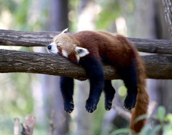 silveralicorn:  chawandar:  red panda :3