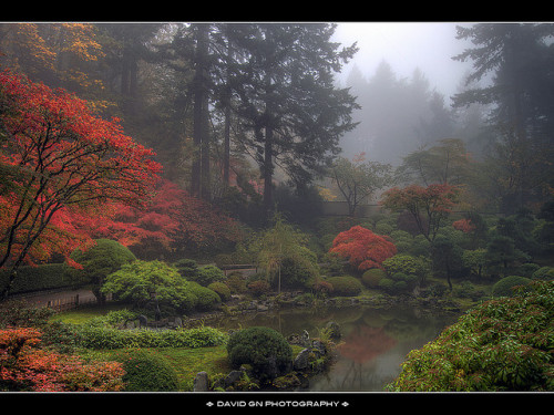 One Foggy Fall Morning at Portland Japanese Garden