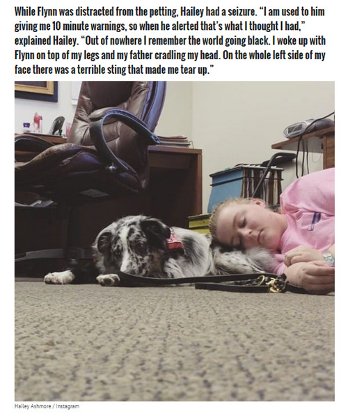 lastlips:  misscherry:  beloved-rose:    Teen With Epilepsy Has A Seizure When Her Service Dog Is Distracted  This article is too important for me to just post a link that you probably won’t click through to read.  THIS is why you DO NOT EVER pet service