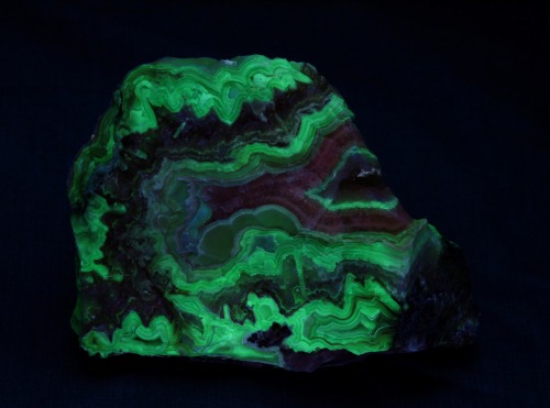 Laguna agate from Chihuahua, Mexico, shown under short wave ultraviolet and white light.