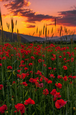 Sundxwn:  . By Friedrich Beren 