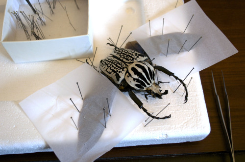 lwhittie:Here’s some pictures of the Goliath beetle pinned. I think he’s going to turn out really ni