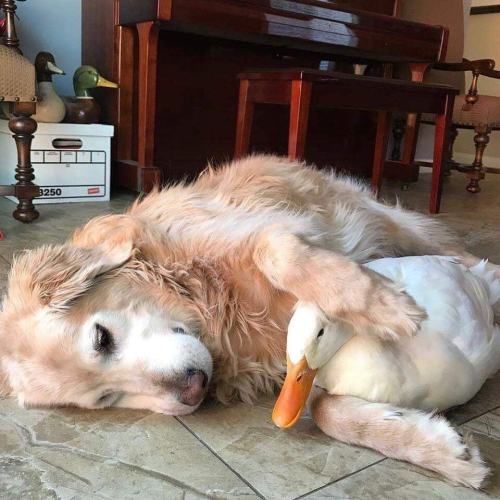 animals-addiction:Best friends