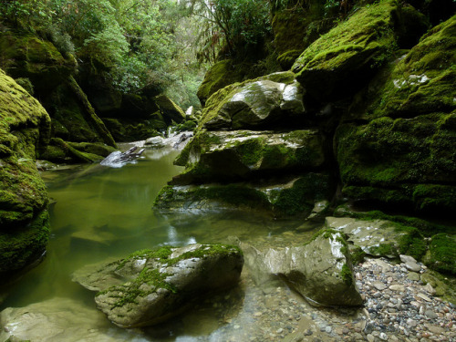 Kotihotiho, Cave Creek, Paparoa National Park by New Zealand Wild on Flickr.