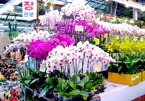 Yangjae-dong&rsquo;s Flower Market is the largest flower supermarket in Seocho-gu