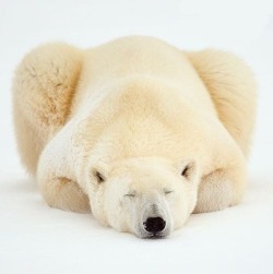 Beautiful-Wildlife:  Polar Dreams By Johnemarriott 