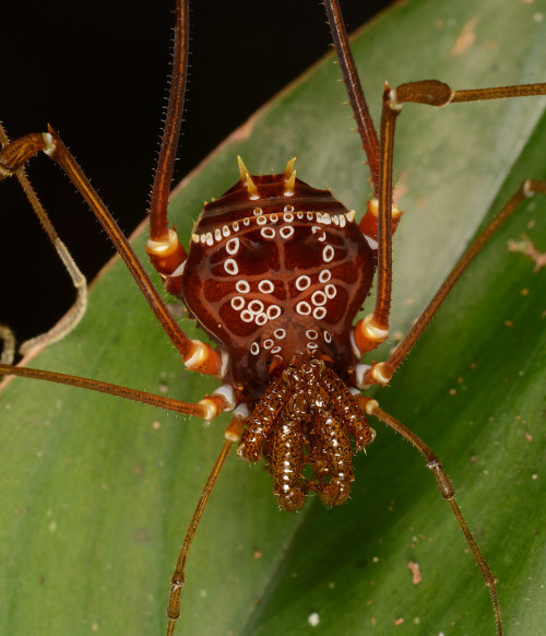 captain-price-official:onenicebugperday:Harvestmen (Arachnida, Opiliones) photographed by Art Anker 