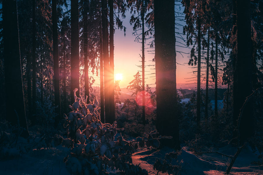 te5seract:  Warm Winter &amp; Snow on Leaves by  HatCat Photography  