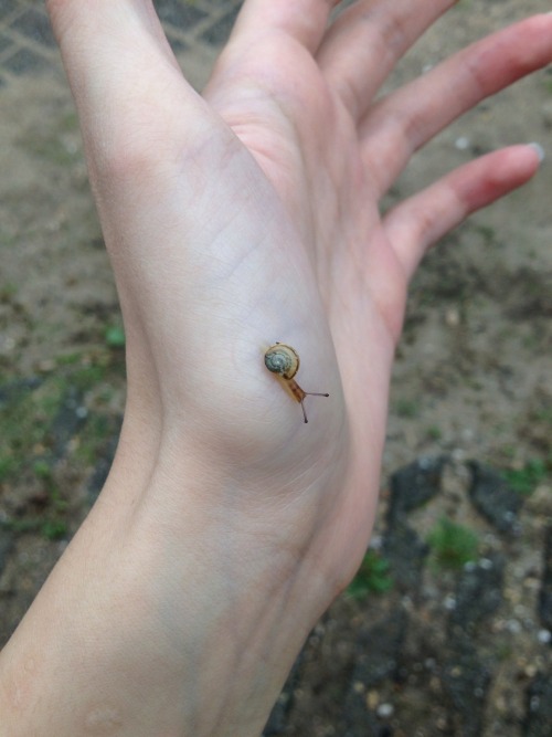 mercurieux:eye for detail 28-8-2014(teeny-tiny snail and beautiful deer)