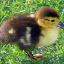 ducklingsimulator
