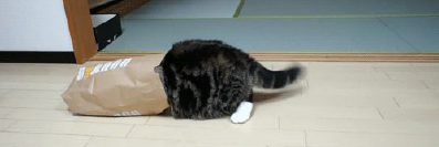 8 Cats That Embody The Struggles of Binding
