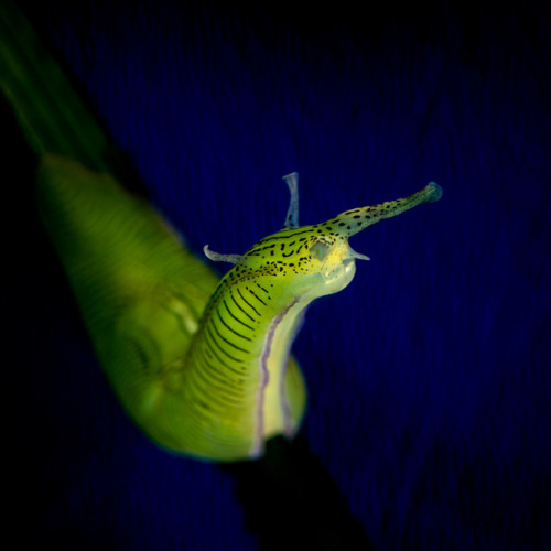 montereybayaquarium - Psst…Over hare! Pardon us, but we mustache...