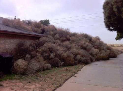 Tumbleweeds bury house in Clovis, NM in 2014Reminds me of something you’d read about regional gothic