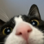 bl-ack-cat