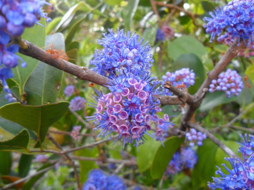 Ironwood tree - Memecylon umbellatumAlso referred to as Delek Air tree, Memecylon umbellatum (M