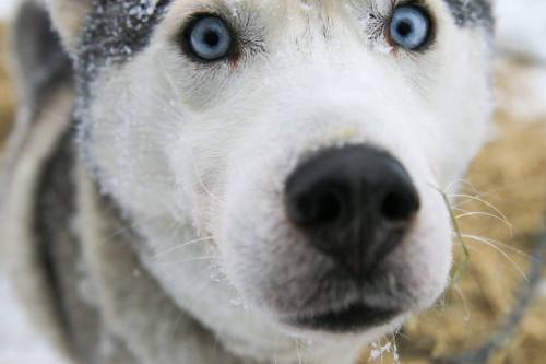 mushing1:| Golden Dog Sled Adventures