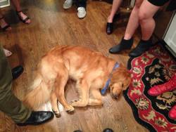 Awwww-Cute:  Roxanne (You Don’t Have To Put On A Leash Tonight) Was So Overwhelmed