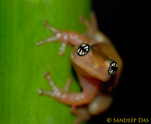 libutron:Raorchestes ochlandrae Just described to science in 2007, Raorchestes ochlandrae (Rhacophor