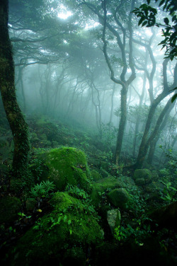 opticxllyaroused:    Mystical Forest    