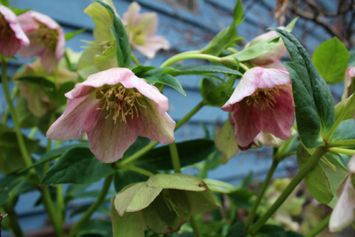 Photos from Spring 2017 - Hellebore, Camellia sinensis, Trillium + Woodland PoppyHad the day off and