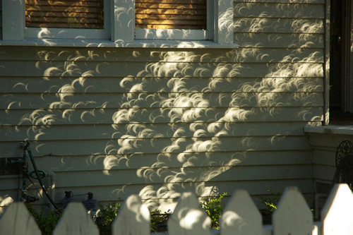 sixpenceee:Sunlight through a tree during an eclipse. The tree leaves act similar to how pinhole cam