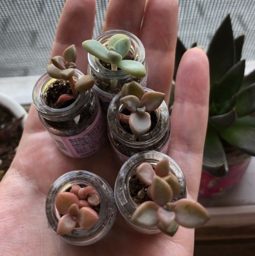 thedreadqueen: GUYS look at my babies!!! I propagated them myself three months ago. Oh they’re