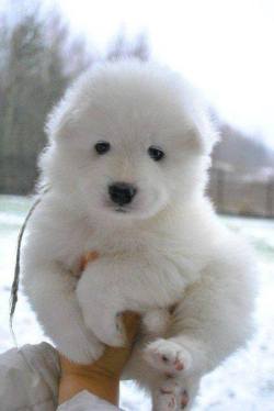 awwww-cute:  My snowball !!!
