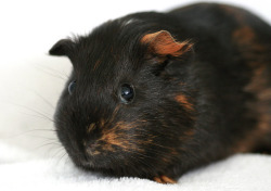 Guineapiggies:  Via Michelle 	  	 				 					 						 					 				 			  	   