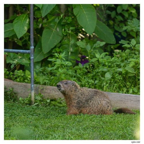 Backyard whistle pig. . munching on some plants the groundhog lives under shed wildlife habitat . #h