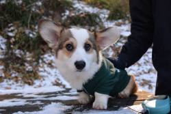 awwww-cute:  Corgis can get cold too!