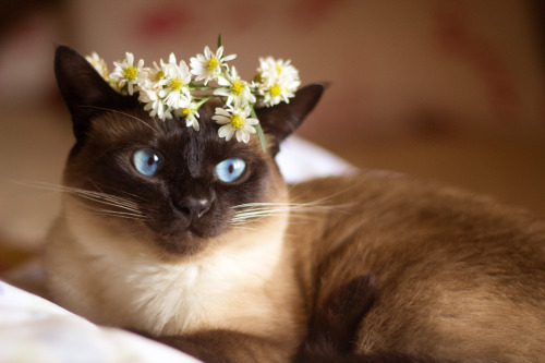 fra-sjo:fra-sjo: My kitten is a faery queen.