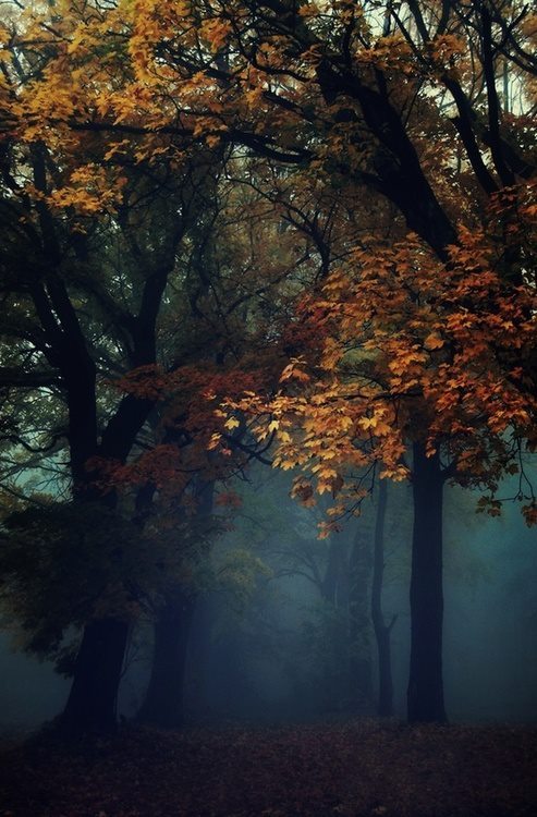 morg-ana:  whisperskat:  ☁♥Autumn-dreaming♥☁  ☽ witchcraft, astrology,