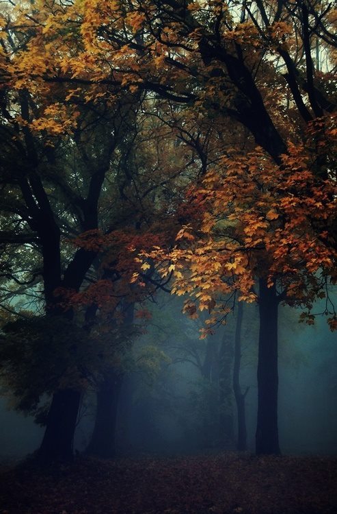 morg-ana:  whisperskat:  ☁♥Autumn-dreaming♥☁  ☽ witchcraft, astrology, nature & sex ☾ 