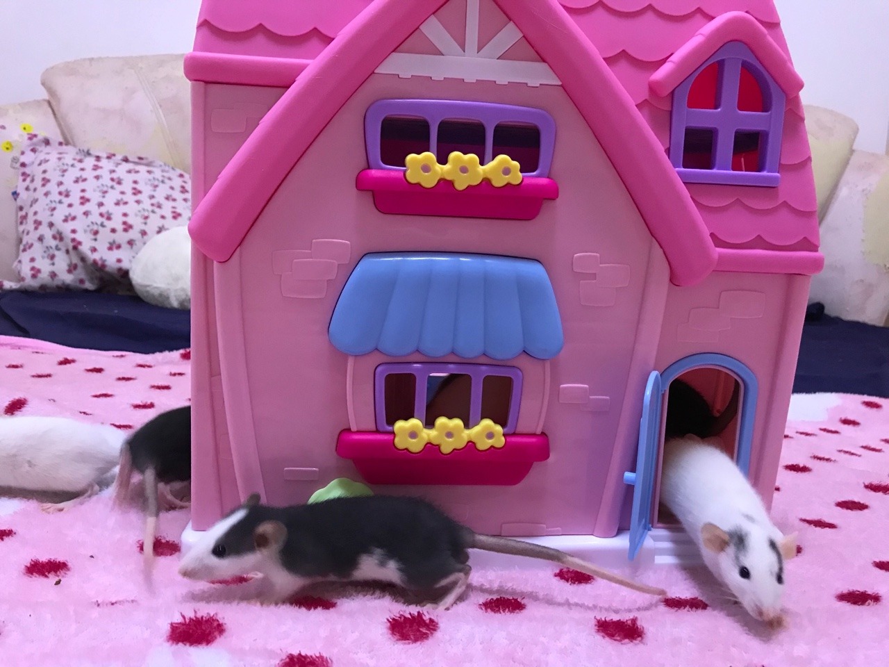 icouldwritebooks: Baby rats playing in a dollhouse.  I put the dollhouse on the bed,