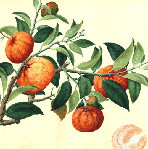 Chinese trade illustrations, 1805. From the Arnold Arboretum Archive, Harvard Library Herbaria