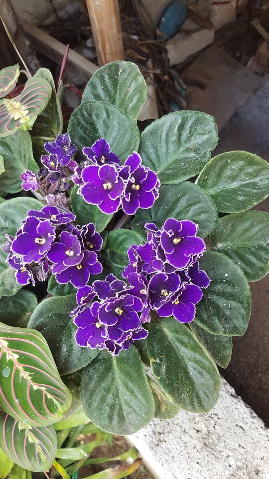 Hermosas Flores Grabadas Para El Recuerdo