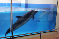 adviceforvegans:  Above: A pair of dolphins named Sad and Lonely were kept in an indoor exhibit in the Taiji Whale Museum. It was the smallest dolphin tank ever built. The pair would float at the surface listlessly, their eyes being stung by the intensity