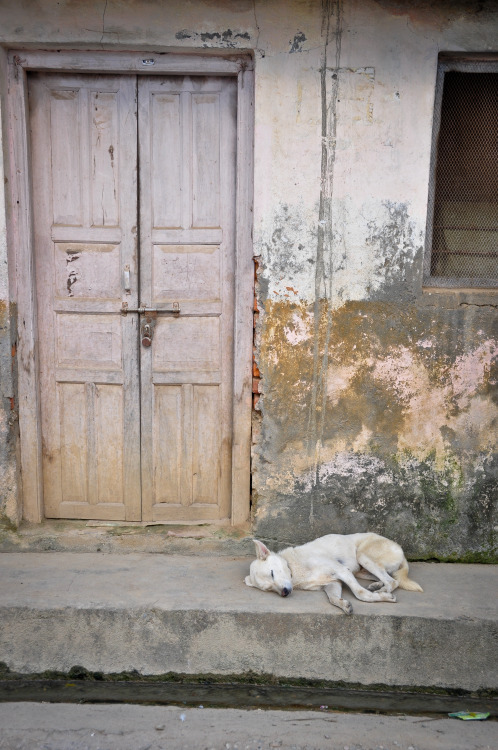 A stray dog resting by the side of the street in Bhaisepathi, Kathmandu, Nepal. Photography by Brook