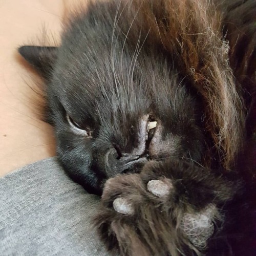 Sleeping floof with bonus toe beans. #cats #catsofinstagram  www.instagram.com/p/Bn9qRV2n3Bv