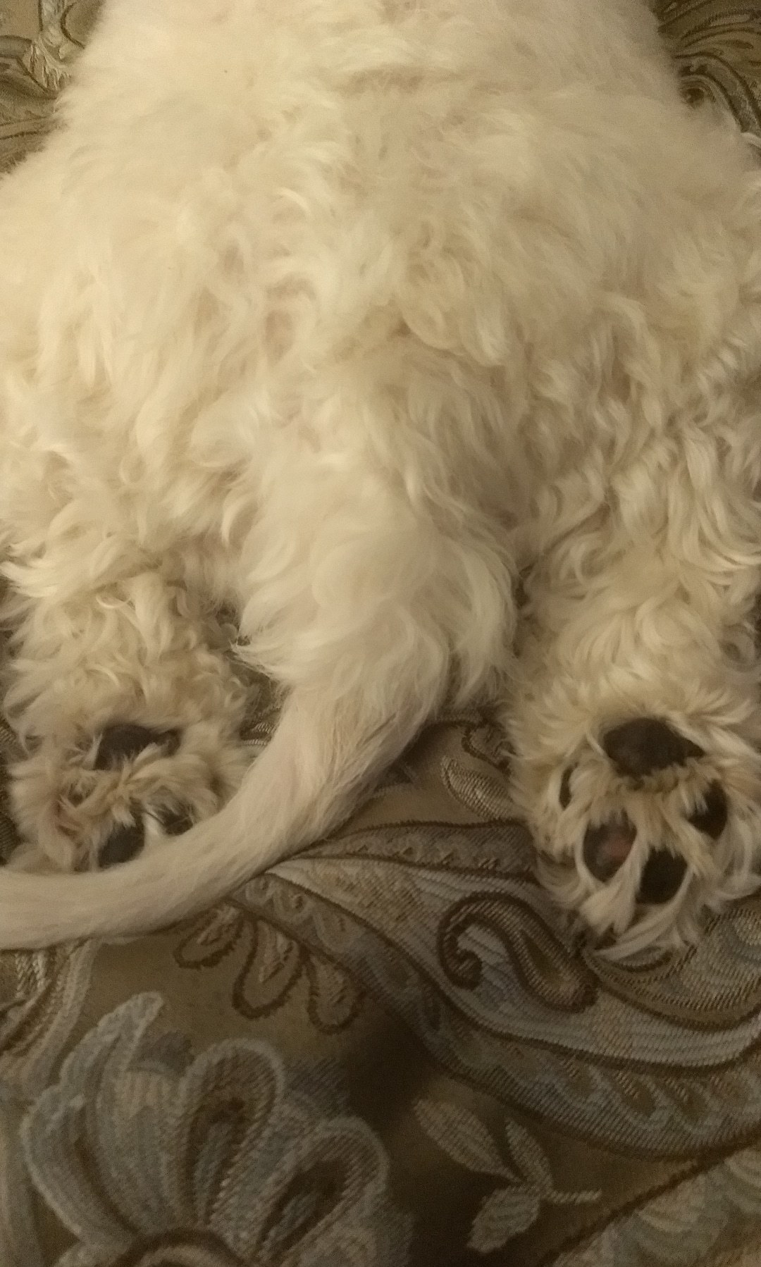 gogh-save-the-bees:  this is my cat elizabeth bennett, and my sister’s puppy shiver ❤️-So cute! She’s a fluffy girl! 