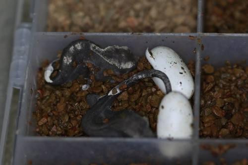 redriyo:Axanthic Crested Geckos finally hatched!We are incredibly proud and pleased to announce that