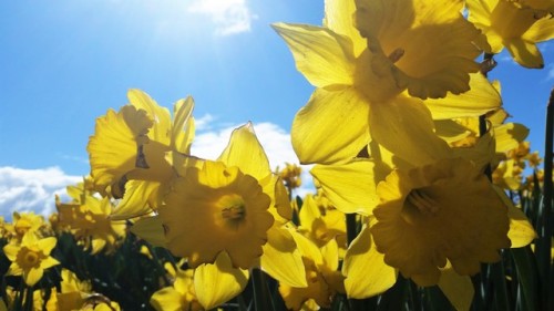 25 March 2016 -  Daffodils